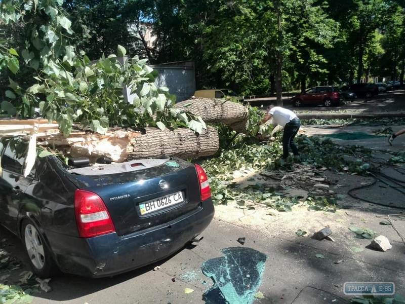 Упавший тополь в Одессе раздавил иномарку и оборвал провода (фото)