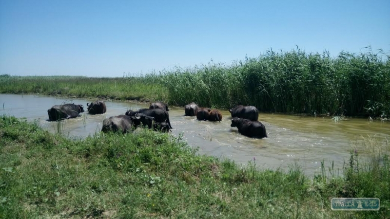 На юге Одесской области открылся экологический парк с редчайшими животными (фото)