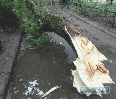 Штормовой ветер повалил деревья и крупные ветки в Одессе  