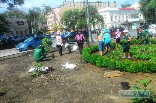 Коммунальщики озеленяют Тираспольскую площадь в Одессе (фото)