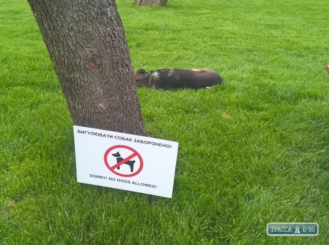 Одесские чиновники обещали открыть площадку для выгула собак возле Стамбульского парка в августе