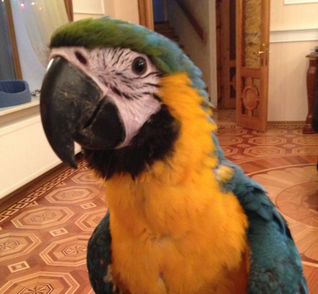 Топ-менеджер одного из крупнейших одесских предприятий ищет своего попугая – Фраера