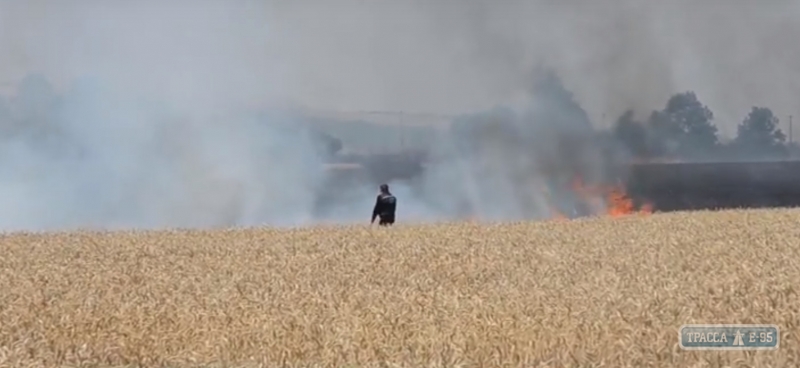 Целое поле с урожаем выгорело в Подольском районе (фото)