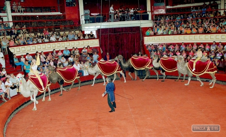 В Украинском государстве приватизируют все государственные цирки и киностудию Довженко