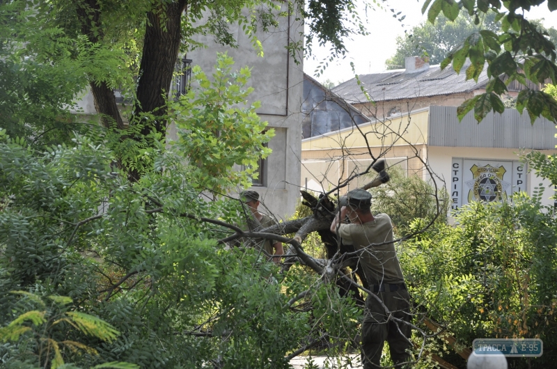 Непогода повалила десятки деревьев на юге Одесщины