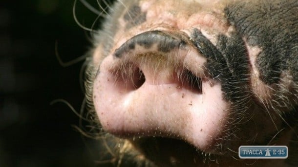 Новый случай африканской чумы свиней зафиксирован в Одесской области