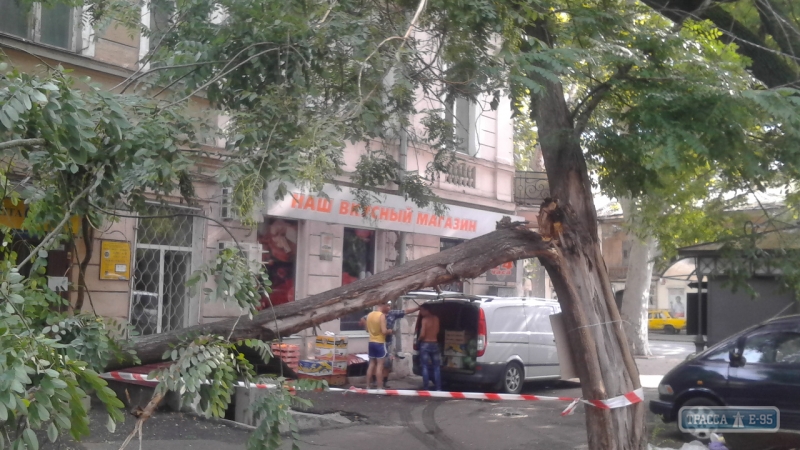 В центре Одессы ветка дерева рухнула на проезжую часть (фото)