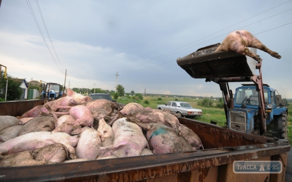 Лесопосадки района на Одесщине завалены гниющими трупами свиней, погибших от африканской чумы