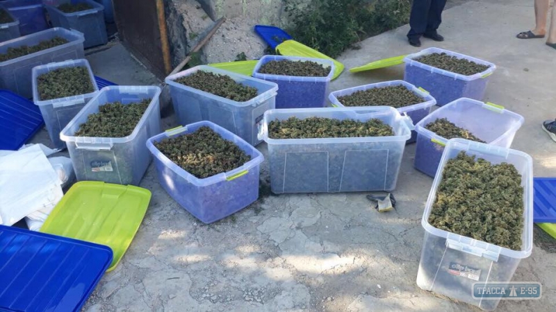 У жителя юга Одесской области изъяли 40 кг элитной марихуаны (фото)