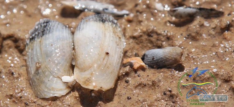 Ученые нашли в акватории нацпарка в Одесской области обширные места обитания уникальных моллюсков