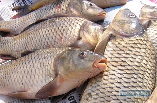 Рыбоохрана до конца года запретила ловлю карпа в Днестровском лимане Одесской области