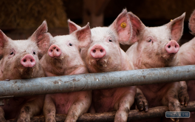 Вспышка африканской чумы свиней снова зафиксирована в Саратском районе