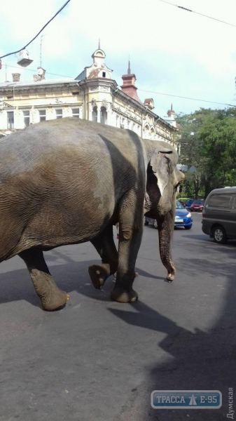 По центру Одессу гуляет слон (фото)