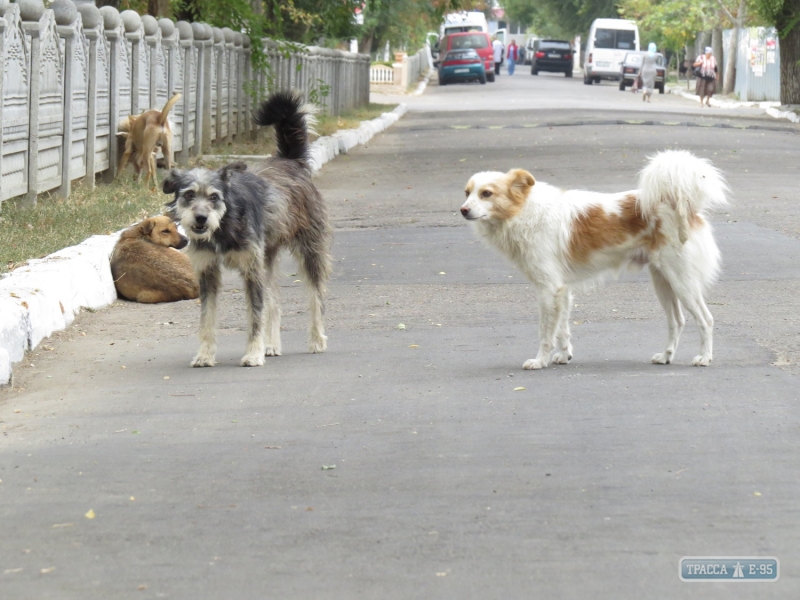 Служба по отлову бездомных животных прекратила работу в Болграде