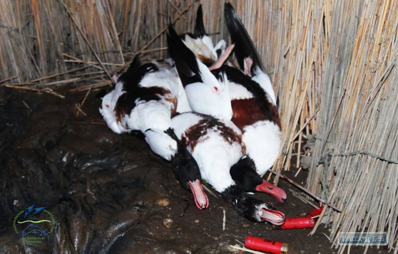Сотрудники нацпарка в Одесской области задержали браконьеров, отстреливающих редкие виды птиц