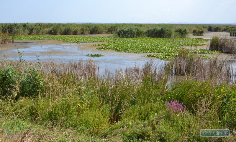 Специалисты впервые за последние несколько лет решили осенью не сливать воду из озер на юге Одесщины