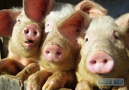 Вспышка африканской чумы свиней зафиксирована в Беляевском районе