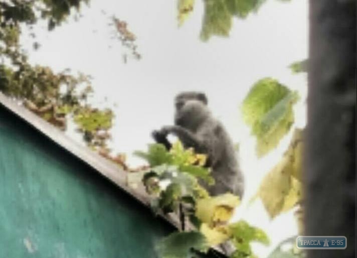 Жители Черноморска заметили разгуливающих по городу обезьян (фото)