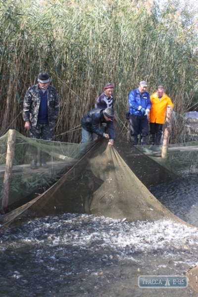 Специалисты выпустили в водоемы Одесской области более 1 млн экземпляров ценных видов рыб