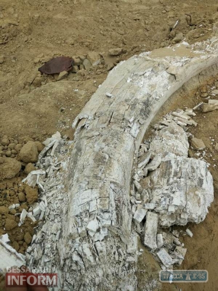 При строительстве дороги в Одесской области обнаружили огромную кость, похожую на бивень мамонта