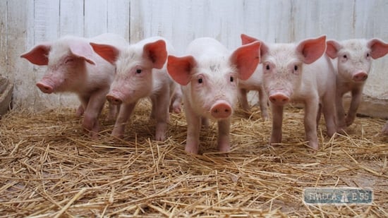 Африканская чума свиней на юге Одесщины: люди бунтуют и препятствуют забою