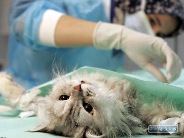 Акция по бесплатной стерилизации животных стартует в Одессе