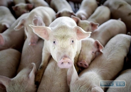 Специалисты усилят меры по профилактике африканской чумы свиней в Одесской области