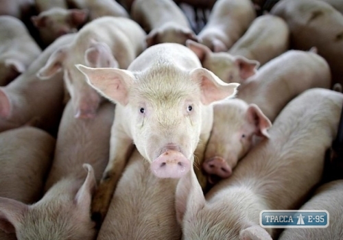 Власти Одесской области пообещали фермерам компенсировать убытки от африканской чумы свиней