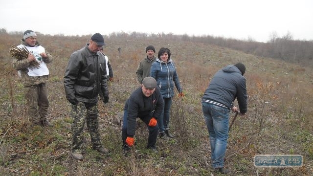 Чиновники и депутаты высадили в Балтском районе полгектара леса