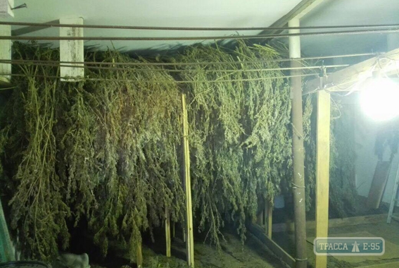 Полиция нашла рекордную партию марихуаны у жителя Белгород-Днестровского района