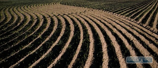 На юге Одесщины у сельхозкооператива отняли 70 гектаров земли