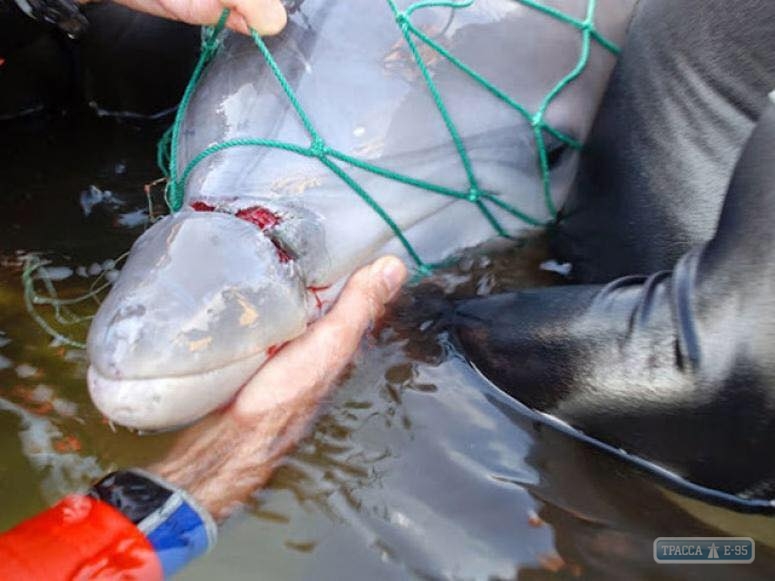 В Черноморске погиб дельфин, запутавшийся в рыбацких сетях 