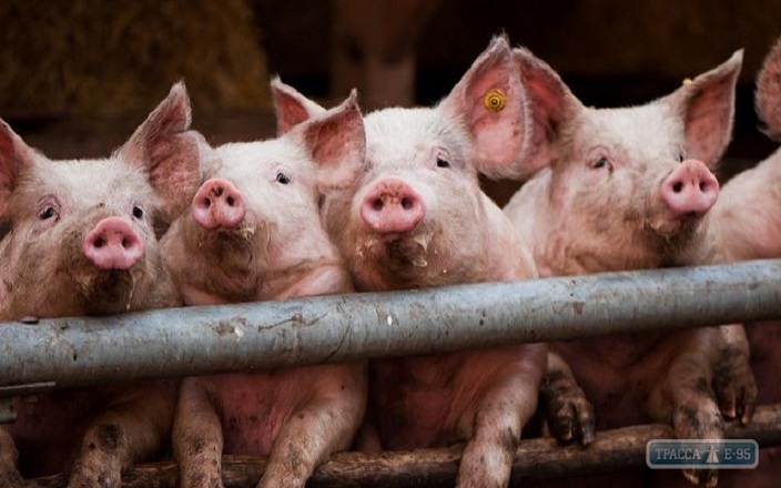Госкомиссия сняла карантин по африканской чуме свиней в Беляевском районе