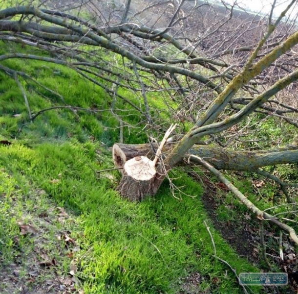 Неизвестные массово вырубают деревья в лесополосах под Измаилом (фото)