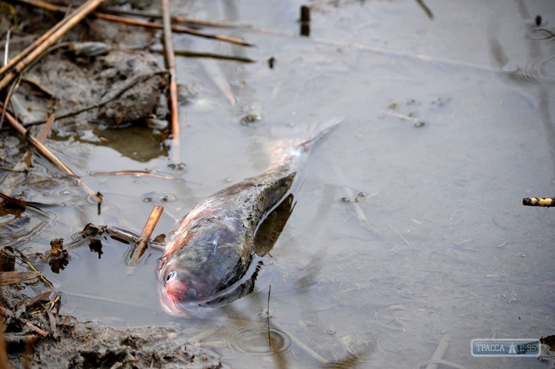В озере на юге Одесщины массово гибнет рыба, потом ее продают на рынках