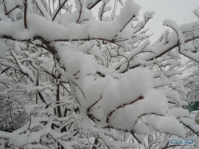 Снегопад накрыл север Одесской области (фото)