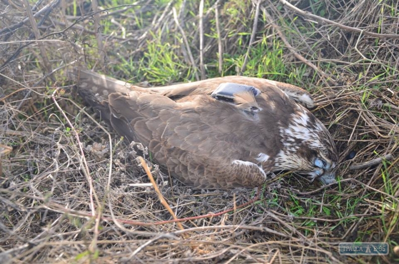 Браконьеры убили краснокнижного сокола в Одесской области