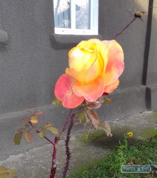 Жители юга Одесщины удивляются цветущим в декабре розам и продолжают собирать урожай винограда