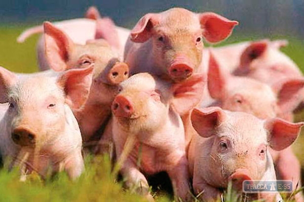 Специалисты выявили африканскую чуму свиней в двух районах Одесской области