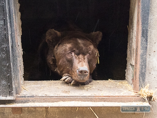 В Одесском зоопарке благоустроили медвежатник