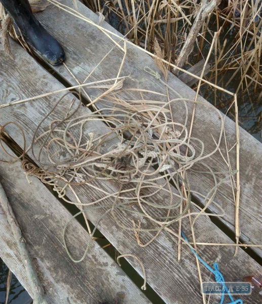 Браконьеры расставляют ловушки на диких кабанов в Дунайском биосферном заповеднике
