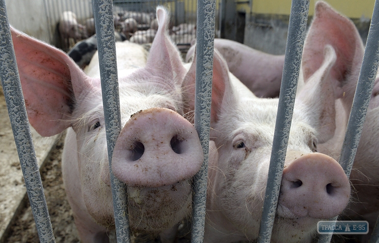 Специалисты сняли карантин по африканской чуме свиней в Захаровском районе