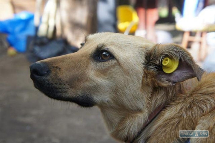 Евросоюз поможет отрегулировать численность беспризорных собак на юге Одесской области