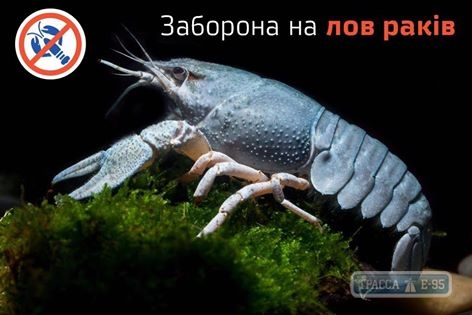Госрыбагентство вводит запрет на вылов раков в Днестровских водоемах Одесской области