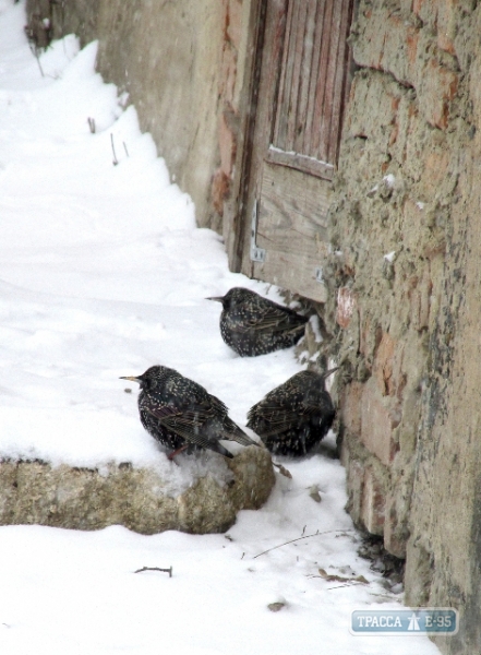 На севере Одесской области замерзают скворцы