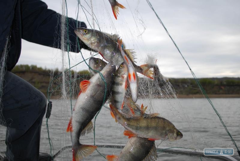 В водоемах Одесской области запрещается вылов рыбы