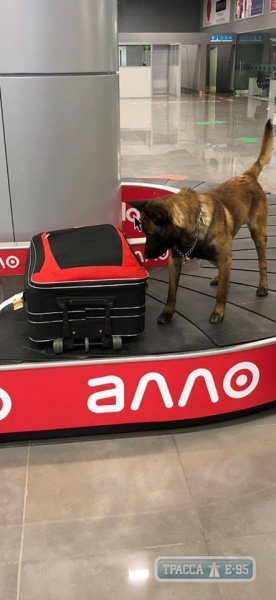 Служебный пес нашел гашиш в носках у пассажира Одесского аэропорта