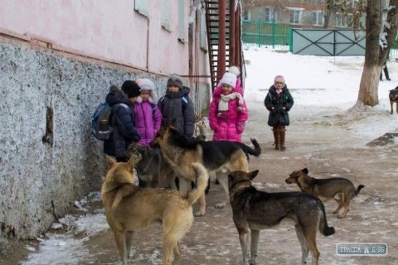 Под Одессой собаки бродячие растерзали 6-летнюю девочку. Она в реанимации