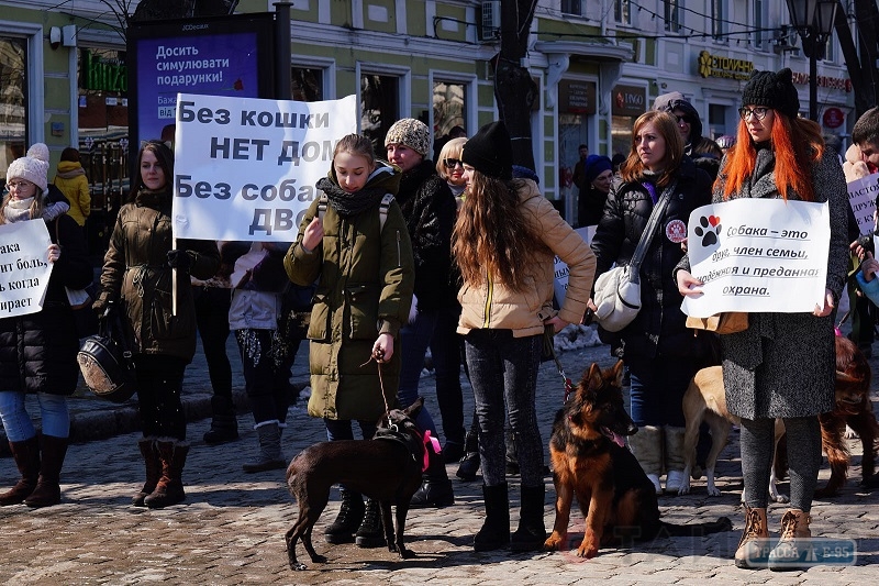 Марш спасенных собак впервые прошел в Одессе