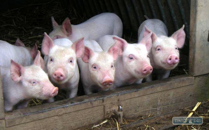 Вспышка африканской чумы свиней зафиксирована в Савранском районе